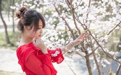 老狼二区忘忧草大豆行情